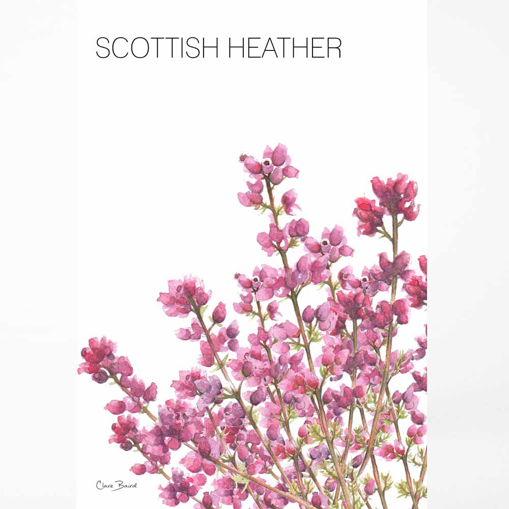 Scottish Heather Tea Towel